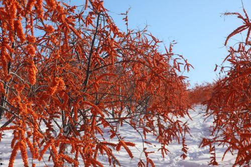 头条内蒙的沙棘果,天然宝库中的健康瑰宝